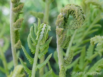Sporangia and opening frond